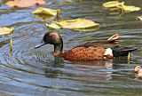 Chestnut Teal